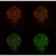 Illustration for article titled Nanopoints Celltray Still Shaking Up Live Cell Imaging